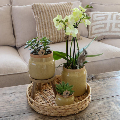 Orchidee plant set - Vintage - Vivaflorique