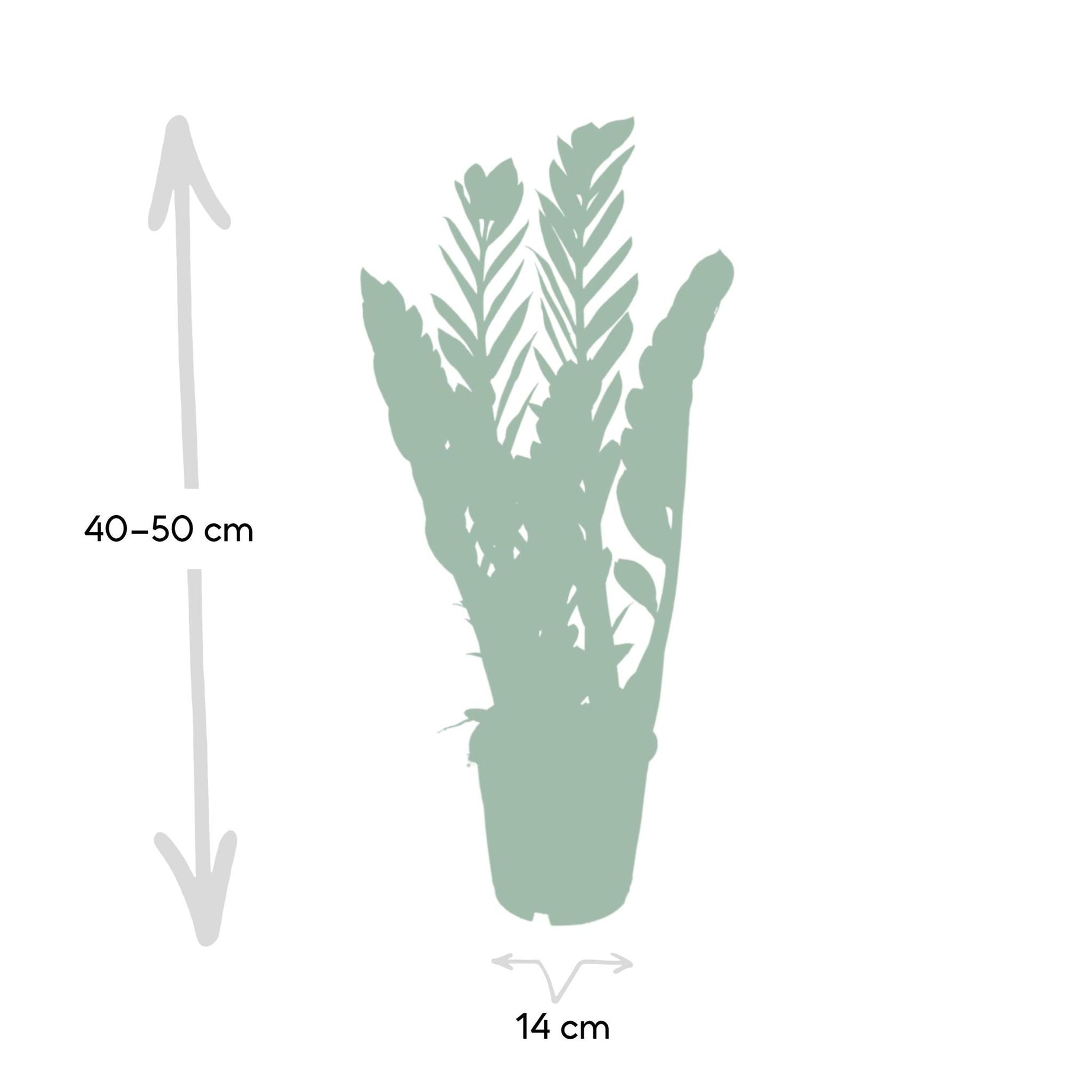 Zamioculcas Zamiifolia - Smaragdpalme - Vivaflorique