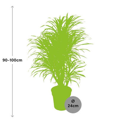 Dracaena Anita - Vivaflorique