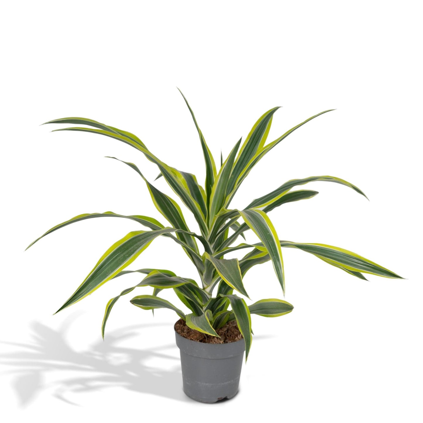 Dracaena Fragrans Lemon Lime - Vivaflorique