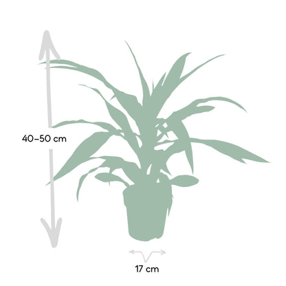 Dracaena Fragrans Lemon Lime - Vivaflorique