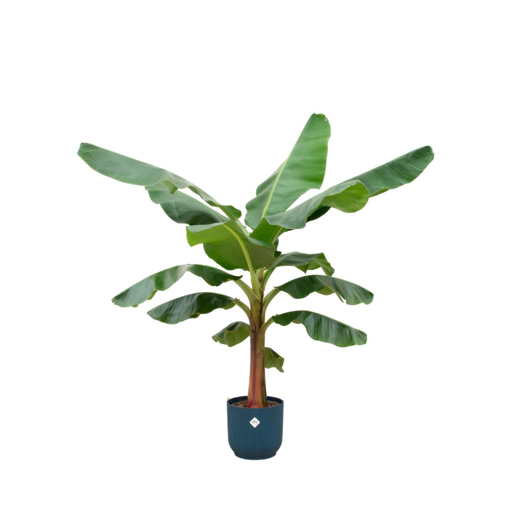 Bananenplant (Musa) inclusief elho® pot - Vivaflorique