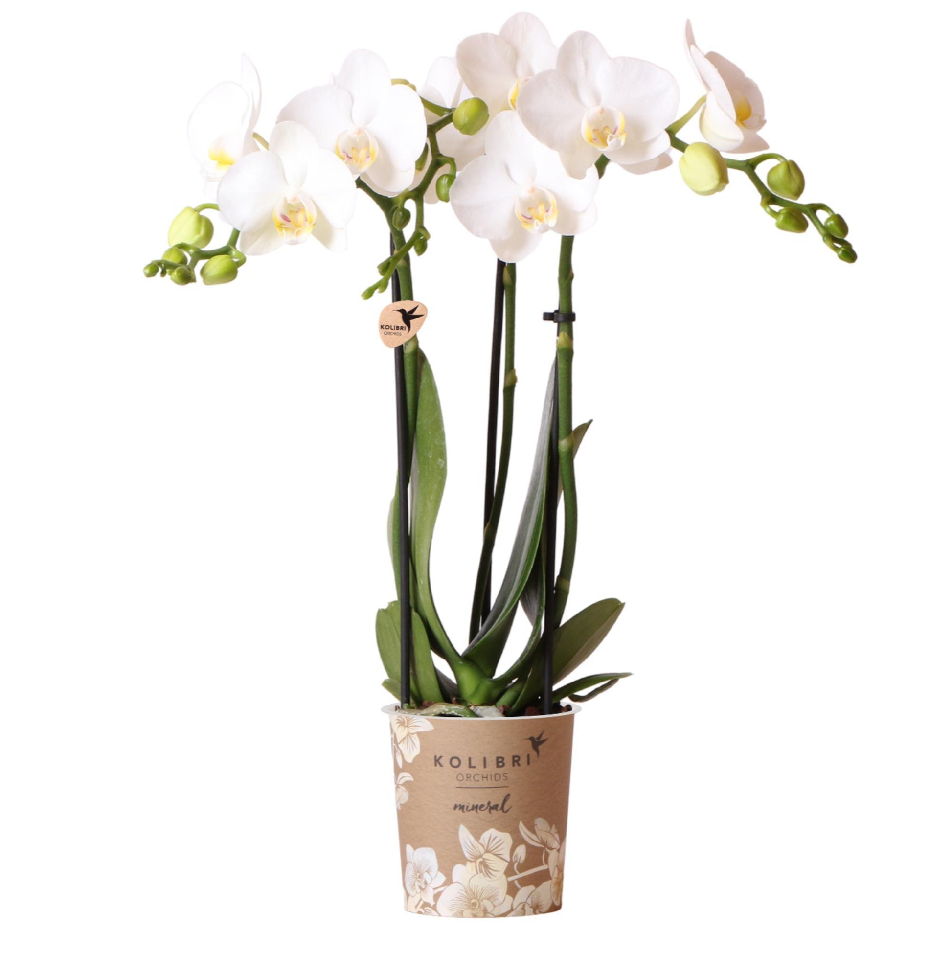 Phalaenopsis Orchidee - Amabilis - Vivaflorique