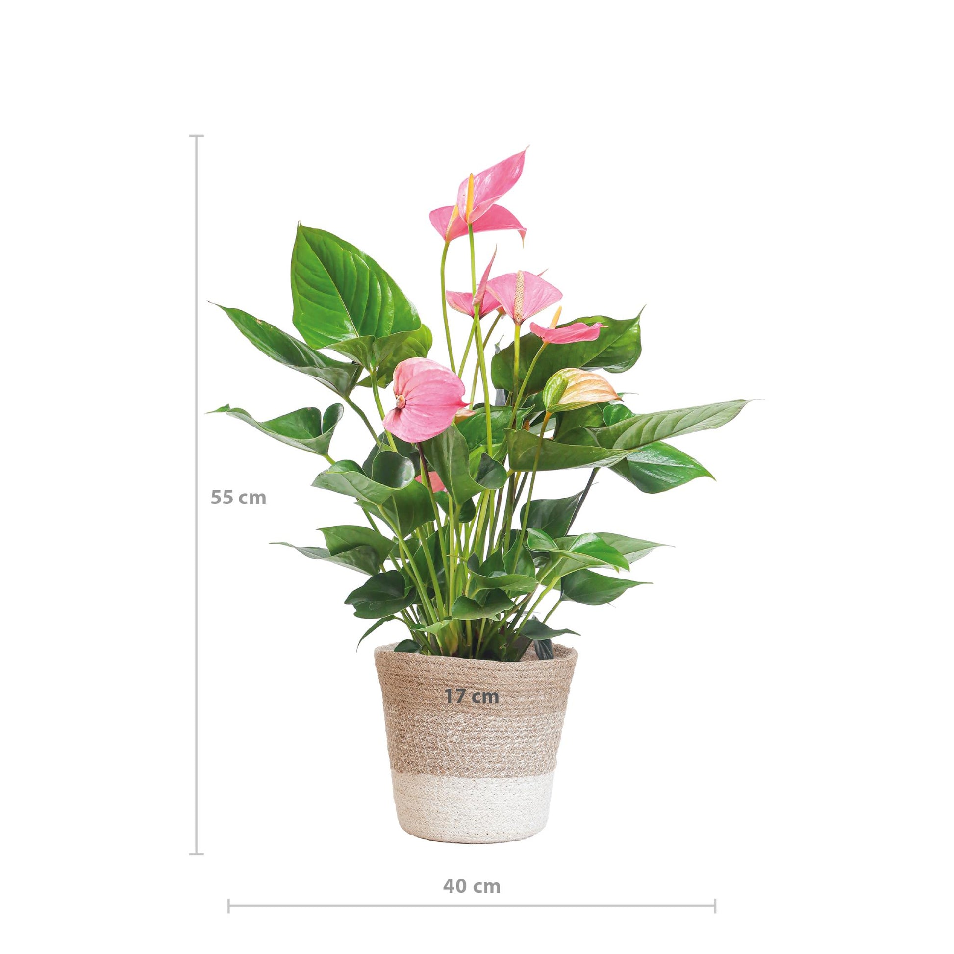 Anthurium Pink explosion in Lissabon mand - Vivaflorique