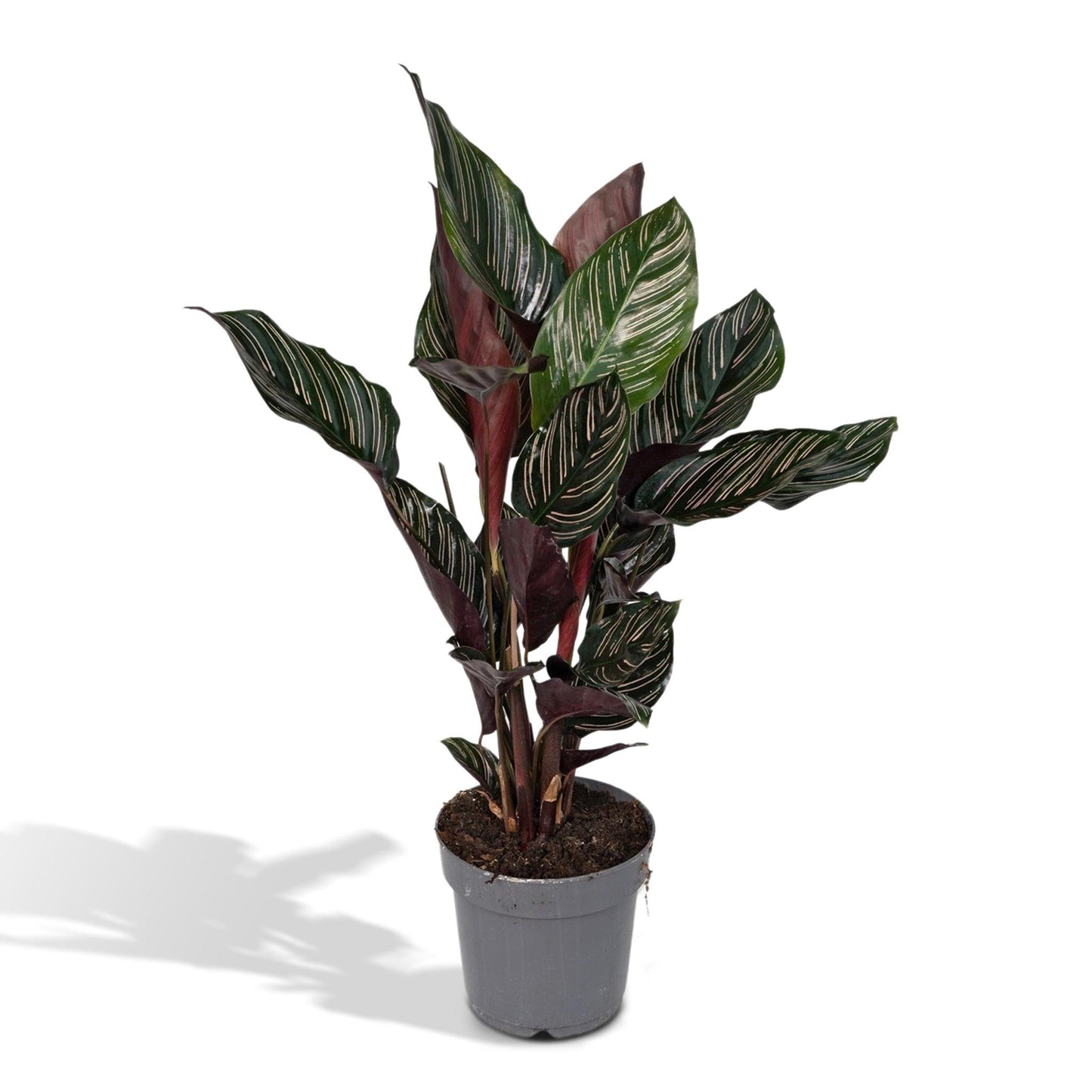 Calathea Ornata - Vivaflorique