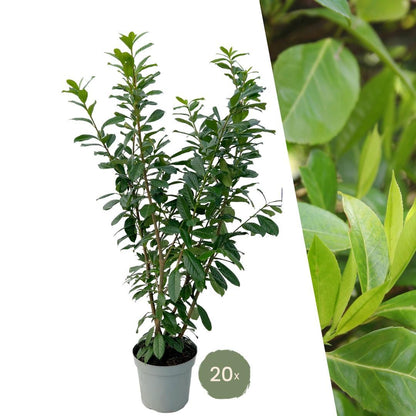 Große Lorbeerpflanzen Novita für 10 laufende Meter Hecke | - 15L - 20x | Höhe: 125-150 cm - Vivaflorique