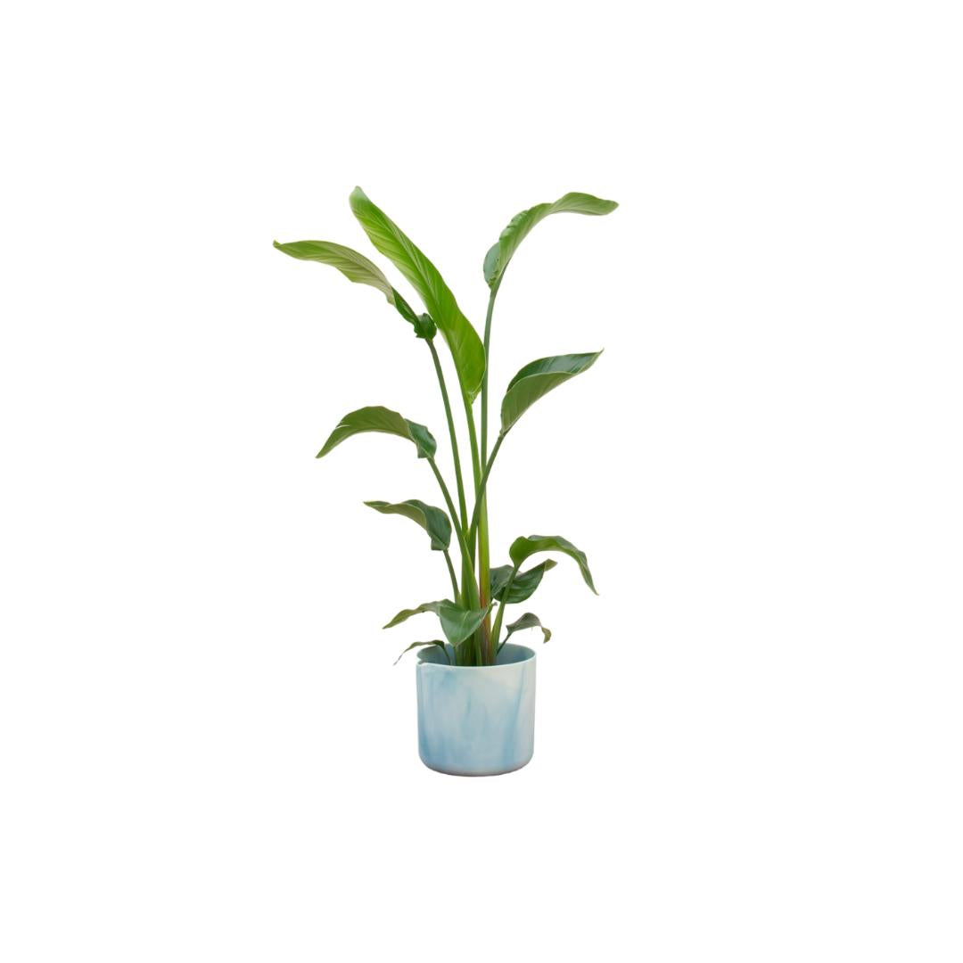 Strelitzia inclusief elho® Ocean pot - Vivaflorique