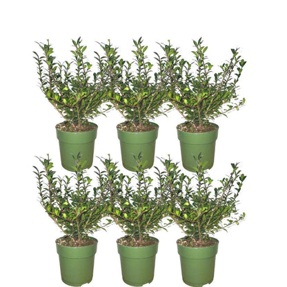 1 Meter hulst haag - Ilex crenata 'Jenny'® - set van 6 winterharde haagplanten - Vivaflorique