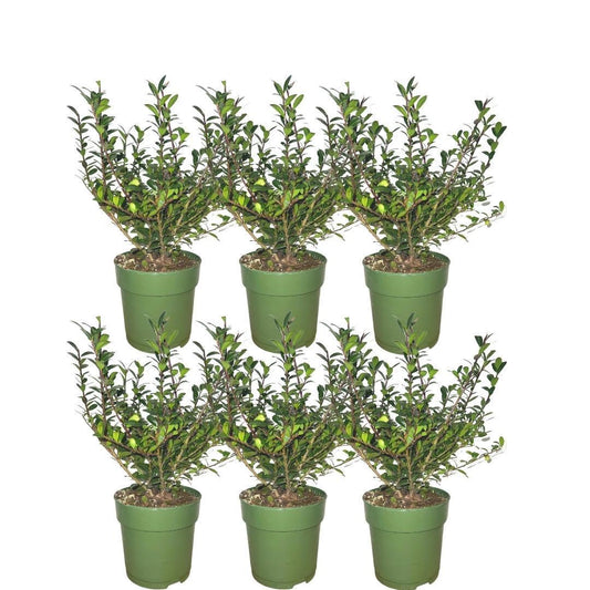 1 Meter hulst haag - Ilex crenata 'Jenny'® - set van 6 winterharde haagplanten - Vivaflorique