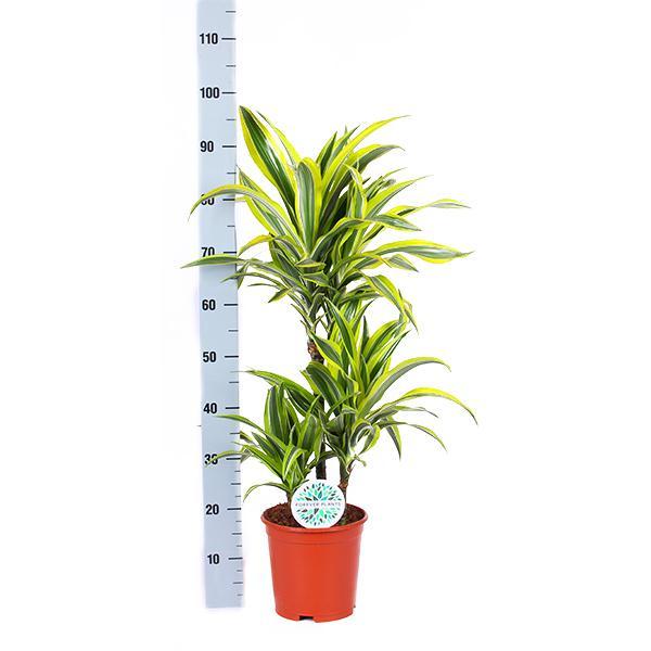 Dracaena Lemon Lime inclusief elho® pot - Vivaflorique