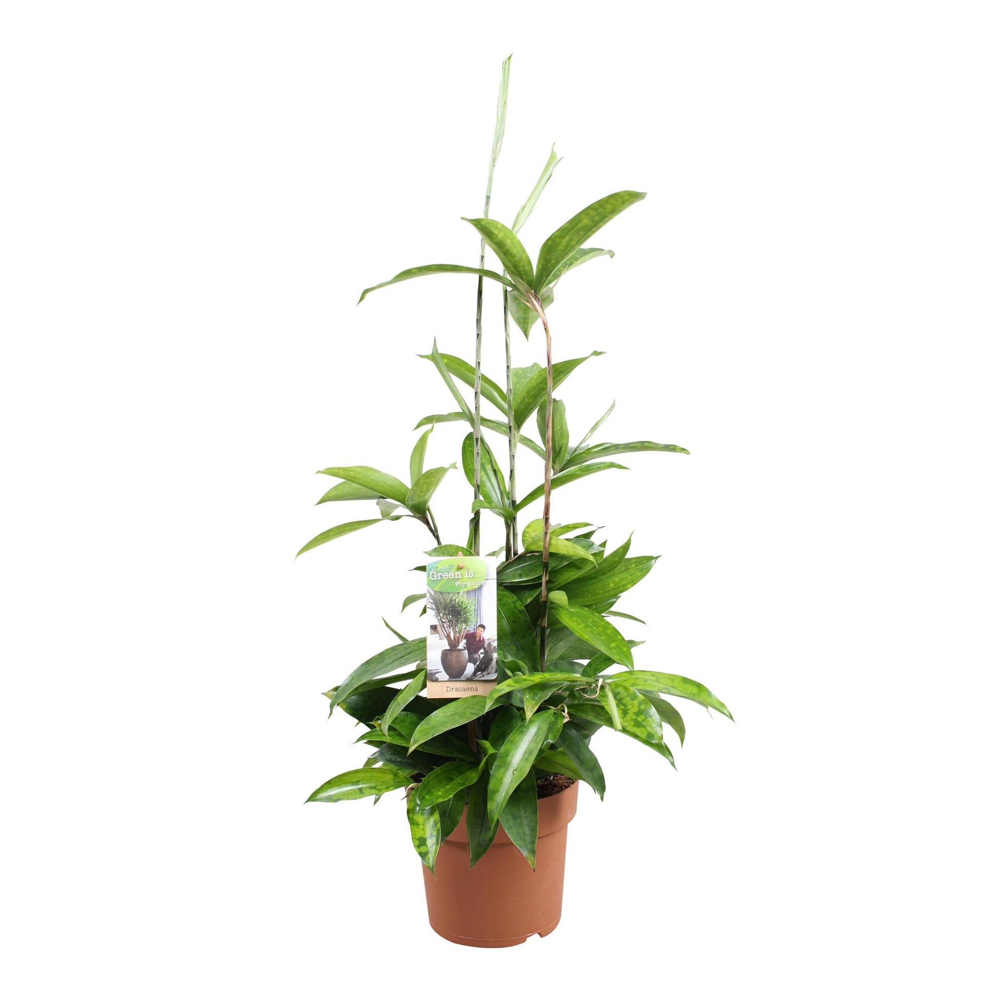 Dracaena Surculosa - Vivaflorique