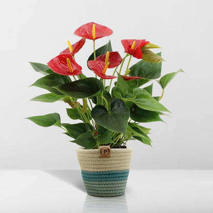 Anthurium andreanum Diamantrot inclusief pot - Vivaflorique