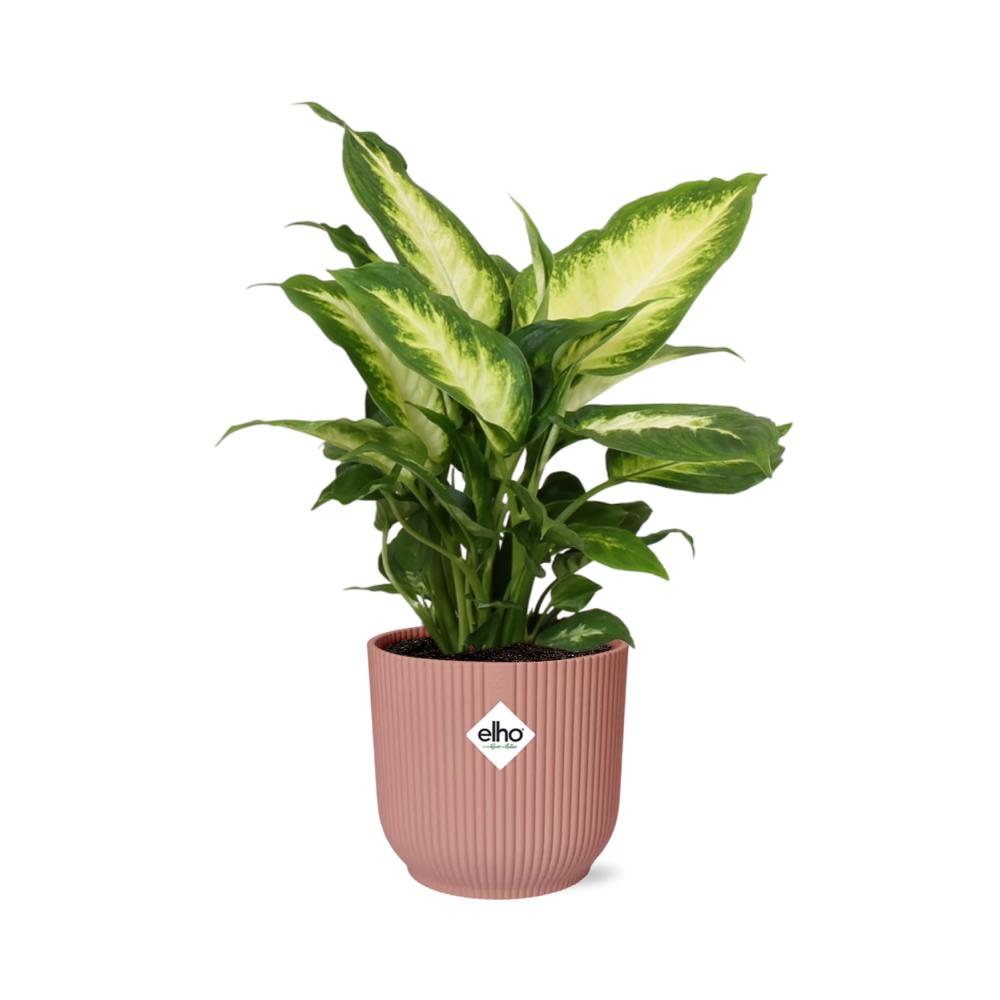 Dieffenbachia ‘Camilla' in elho® Vibes Fold PINK pot - Vivaflorique