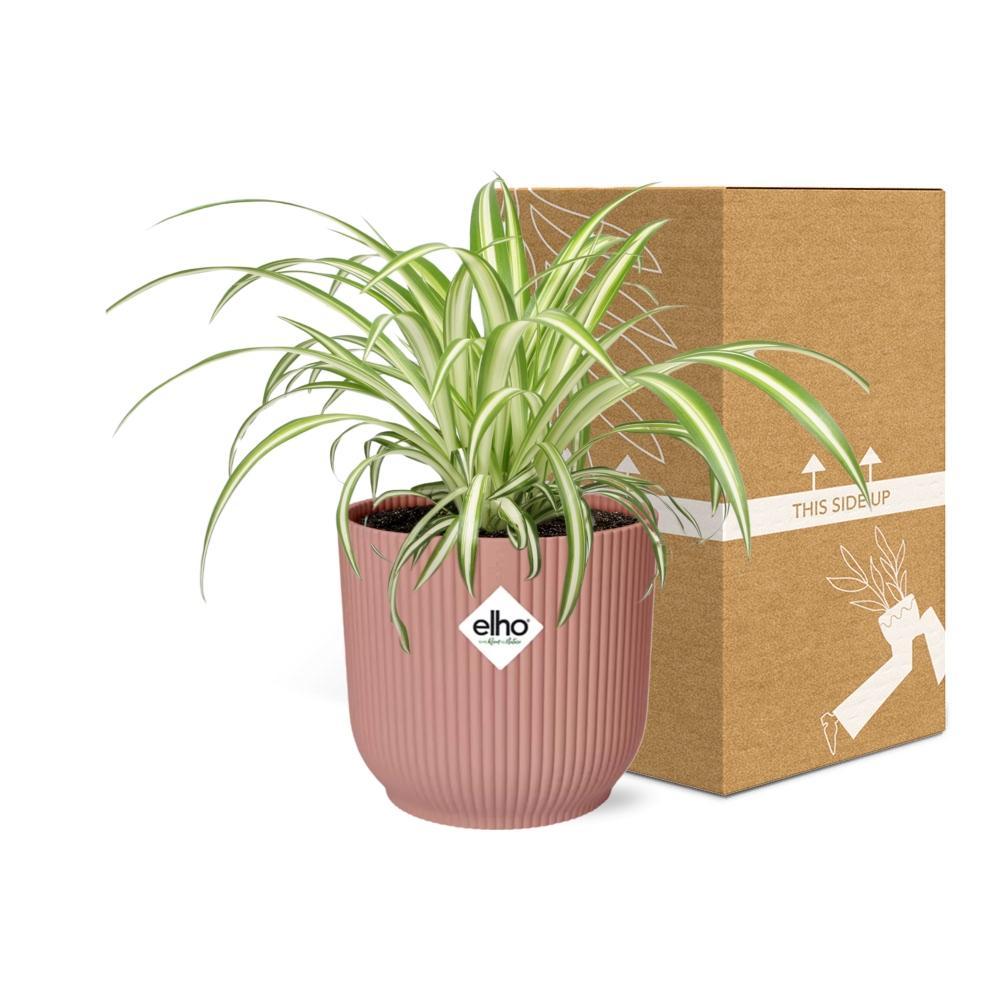 Chlorophytum Comosum Variegatum in elho® vibes pot - Vivaflorique