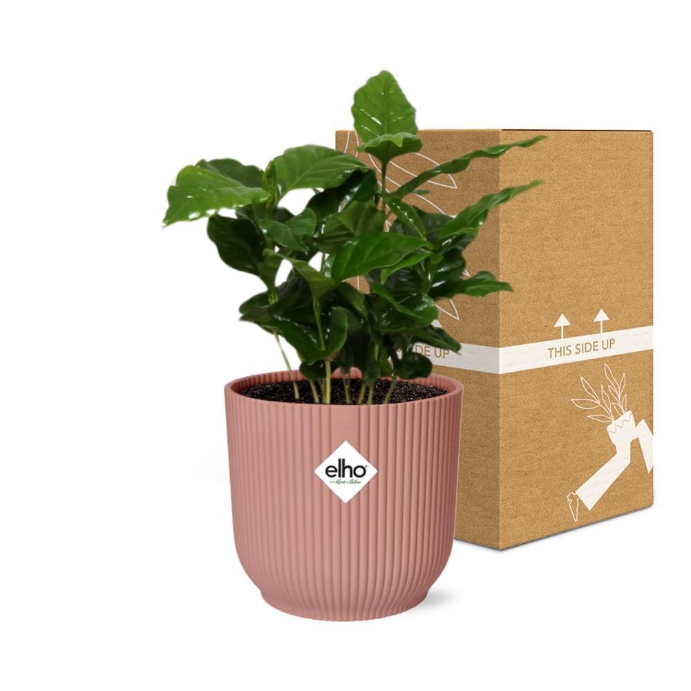 Coffea Arabica in elho® pot - Vivaflorique