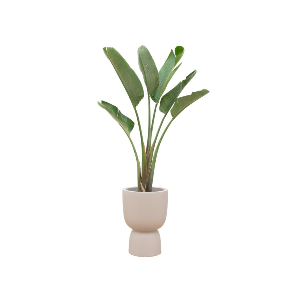 Strelitzia Augusta inclusief elho® Pure pot - Vivaflorique