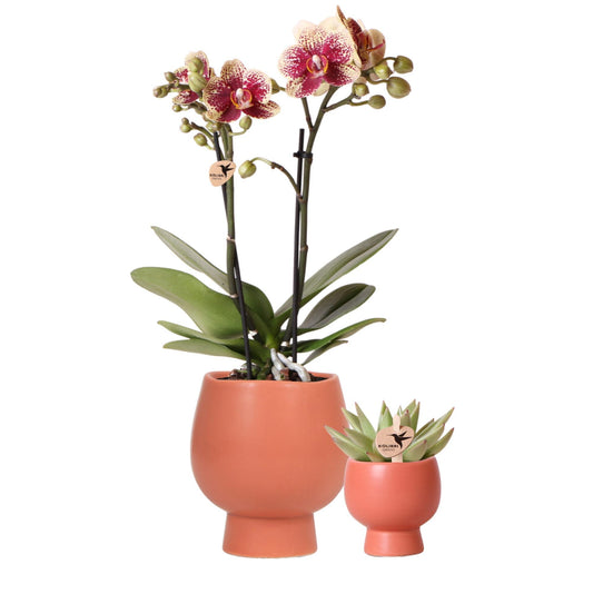 Orchidee bundel | Scandinavische terekotta - Vivaflorique