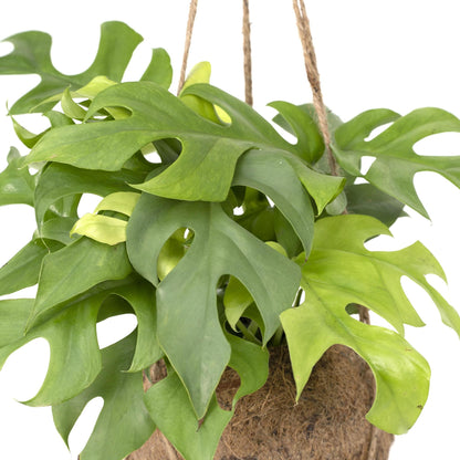 Kokodama Monstera Minima Hang - Gatenplant - Vivaflorique