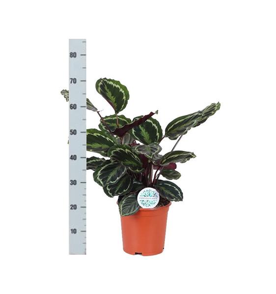 Calathea Medaillon Inklusive elho® pot - Vivaflorique