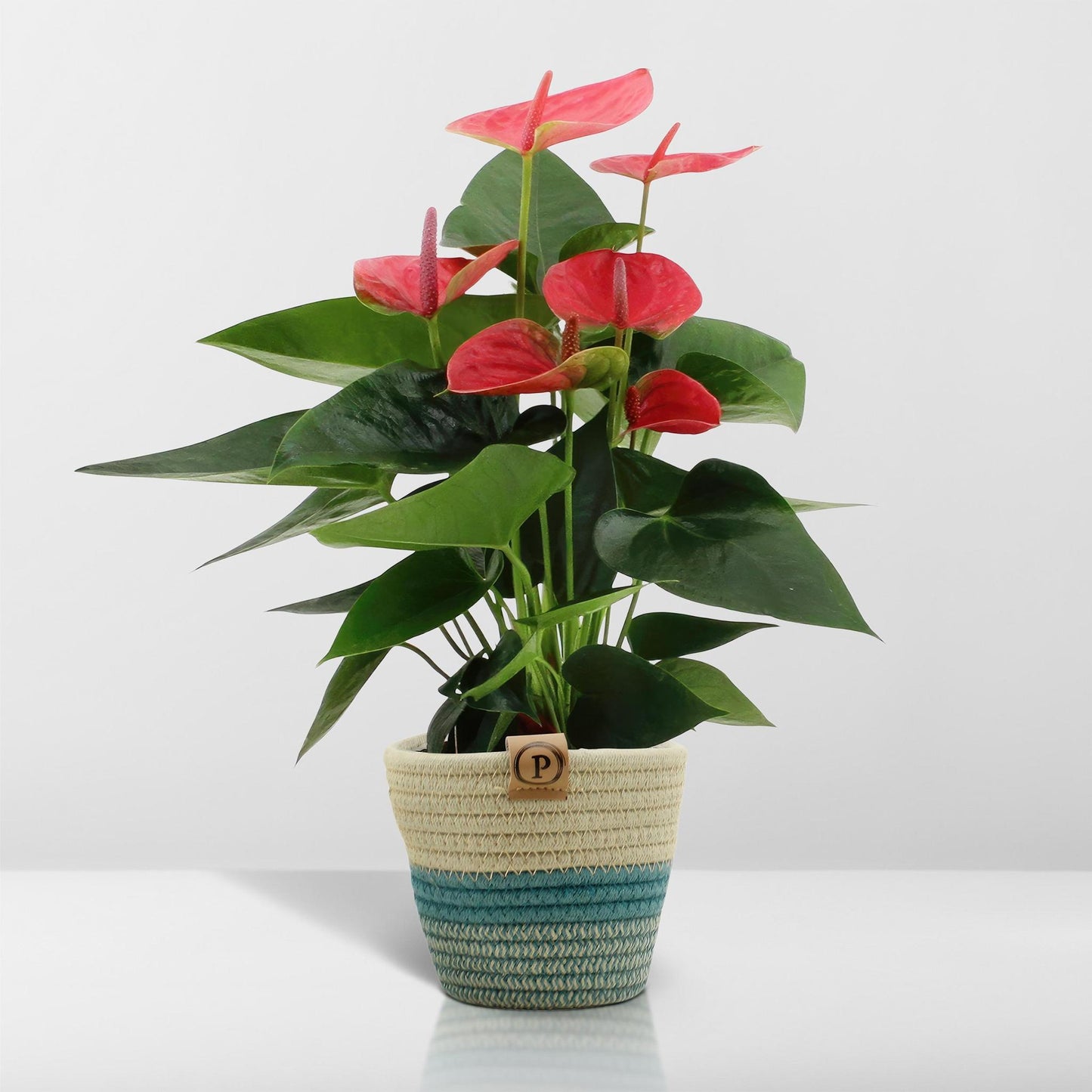 Anthurium andreanum Süßer Traum inclusief pot - Vivaflorique