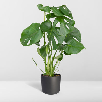 Monstera Deliciosa - Monkey leaf - Vivaflorique