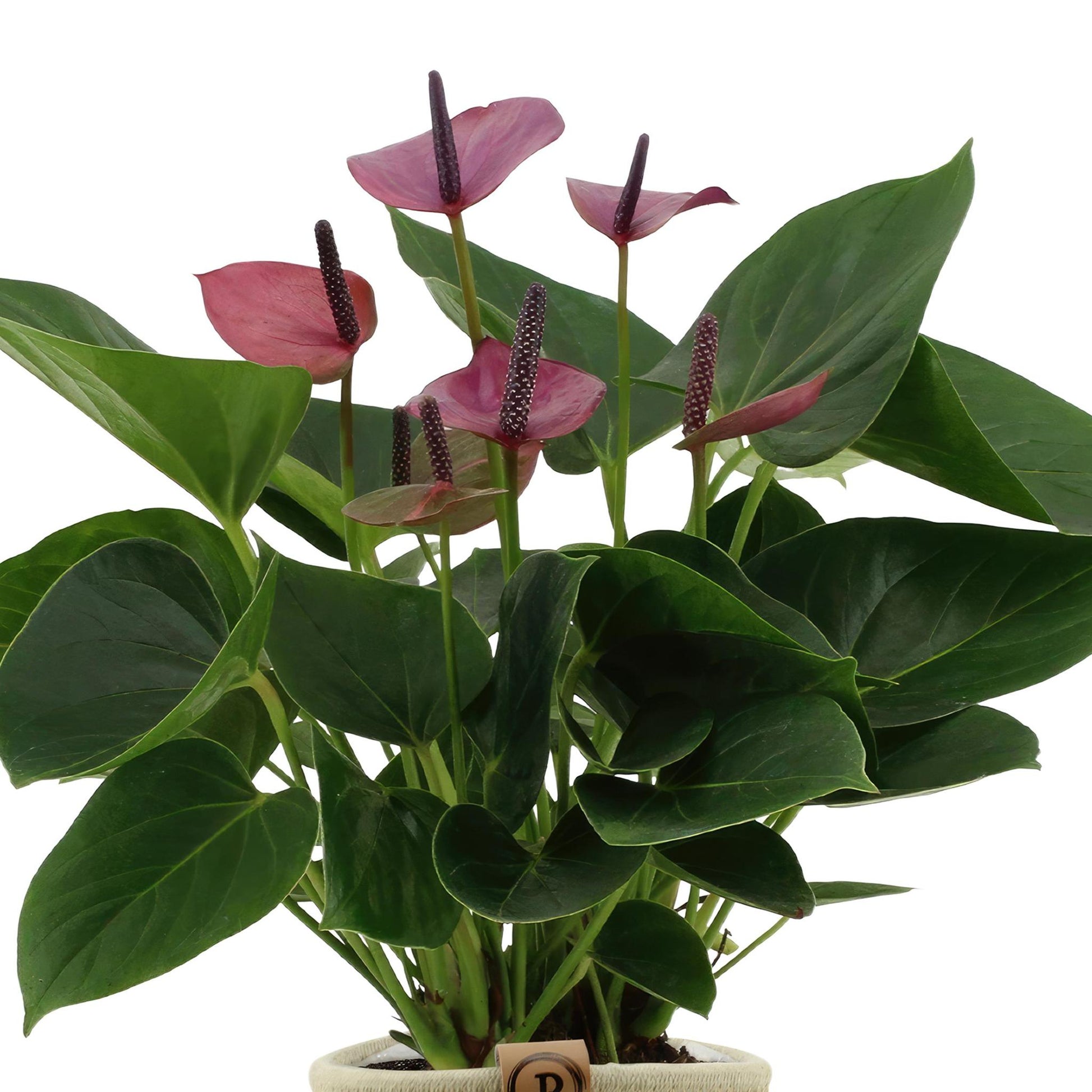 Anthurium andreanum Baby lila inclusief pot - Vivaflorique