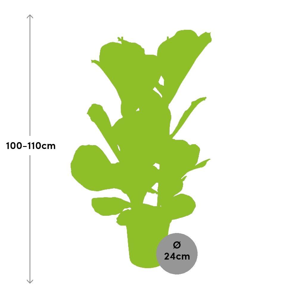 Ficus Lyrata - Vivaflorique