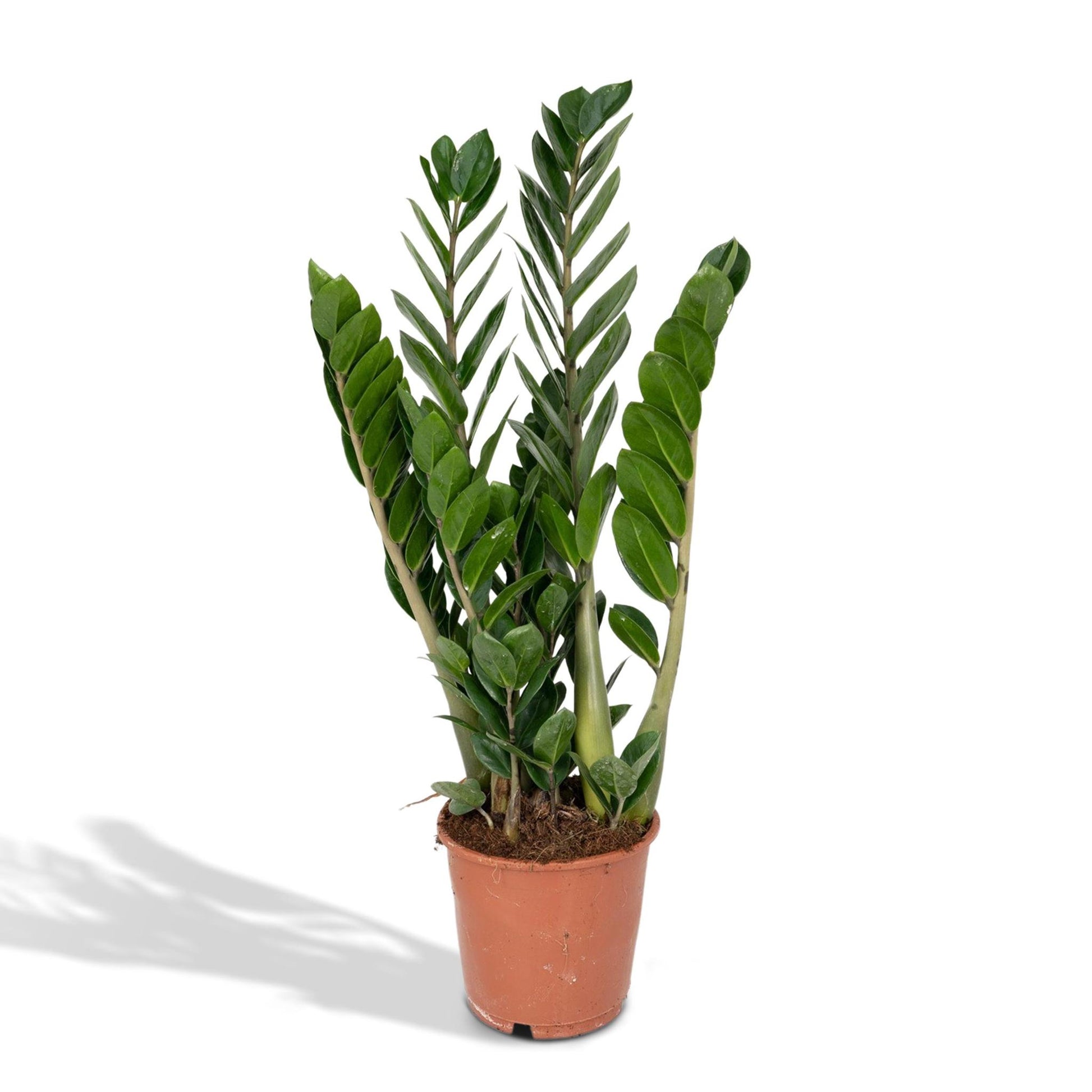 Zamioculcas Zamiifolia - Smaragdpalme - Vivaflorique