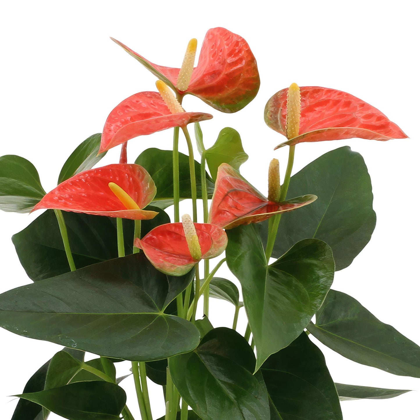 Anthurium andreanum Prinz von Orange inclusief pot - Vivaflorique