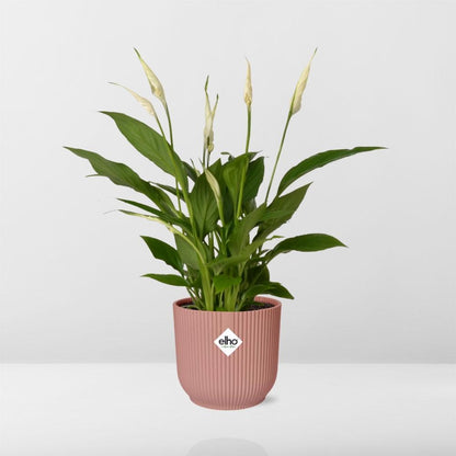 Spathiphyllum orelli in elho® Vibes roze pot - Vivaflorique