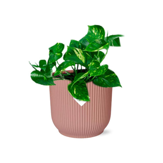 Epipremnum Pinnatum ‘Aureum’ in elho® Vibes pot roze - Vivaflorique