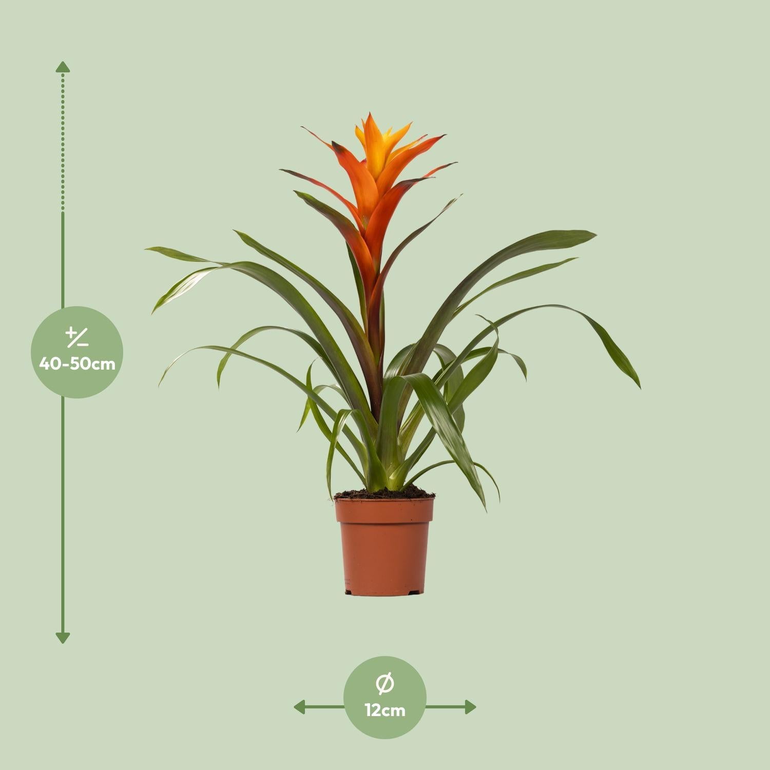 Guzmania Variada - Vivaflorique