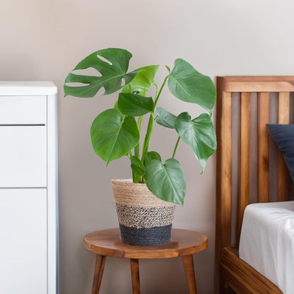 Monstera Deliciosa met Lissabon mand zwart - Vivaflorique