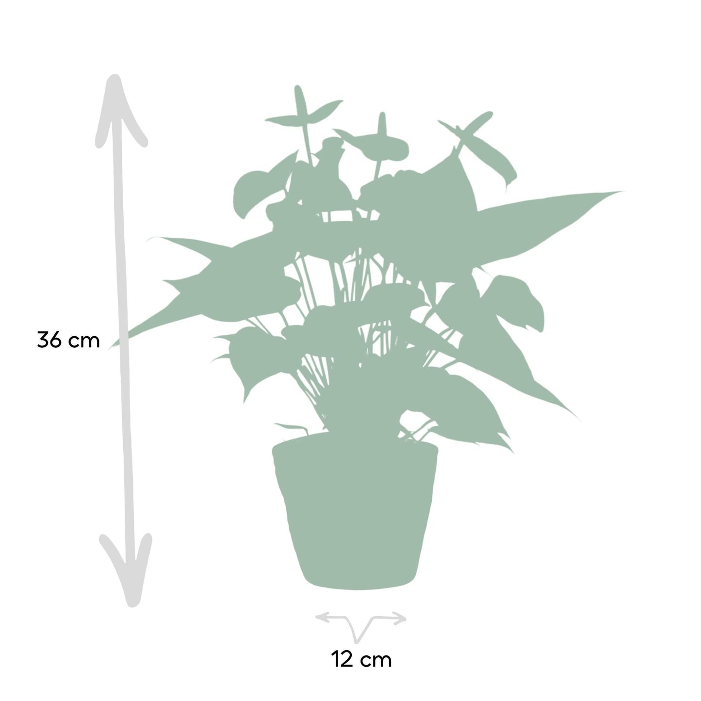 Anthurium andreanum Vanilla inclusief pot - Vivaflorique