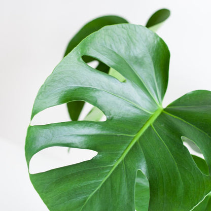 Monstera Deliciosa met Lissabon mand zwart - Vivaflorique