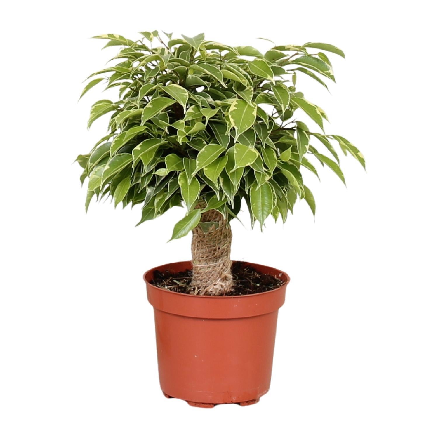 Ficus Benjamina Kinky - Vivaflorique