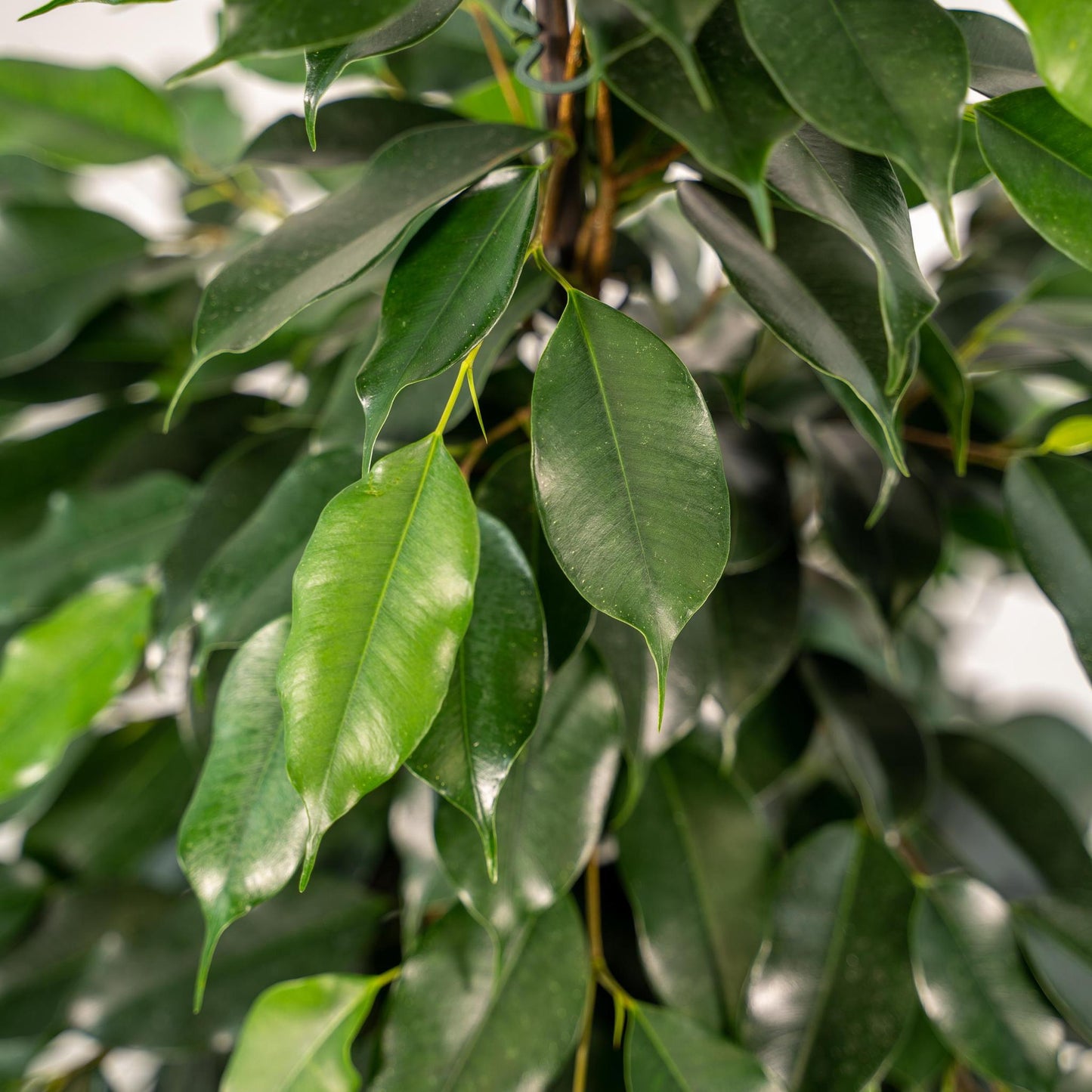 Ficus benjamina Danielle in Mand Igmar - Vivaflorique