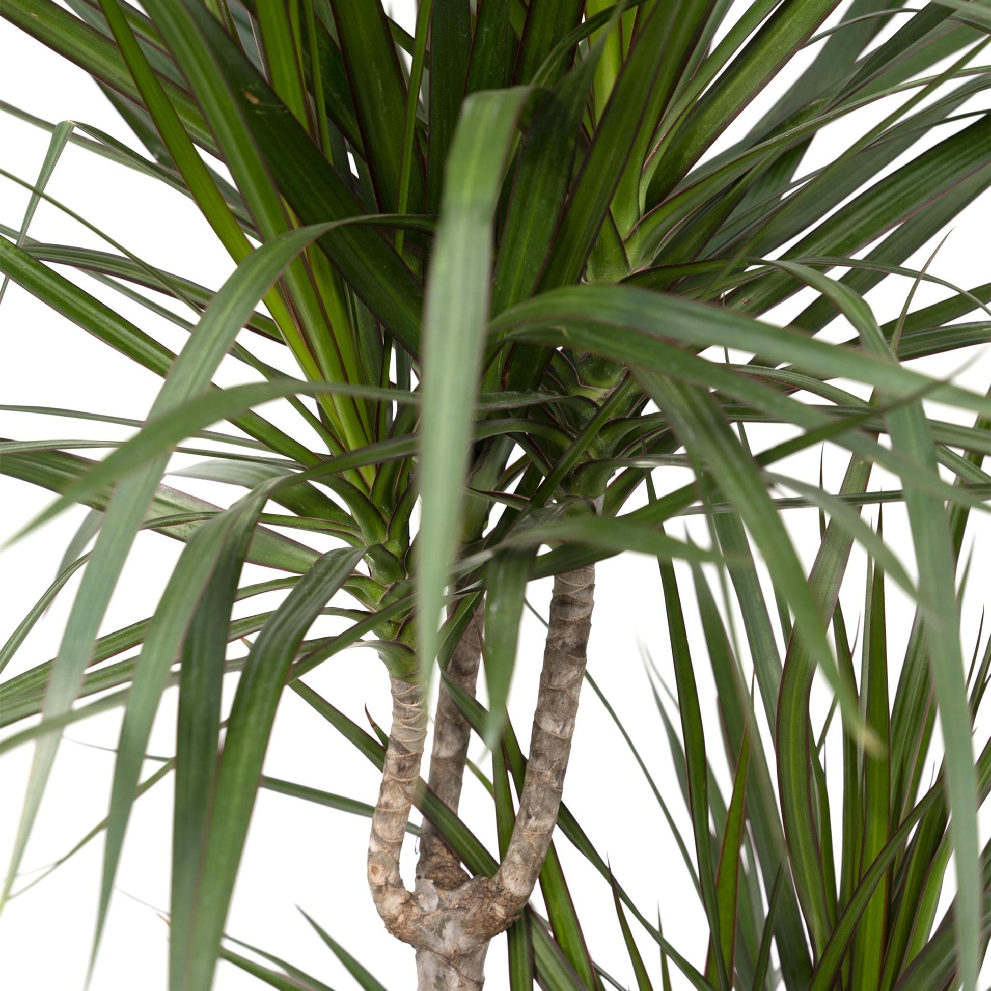 Dracaena Marginata - Vivaflorique