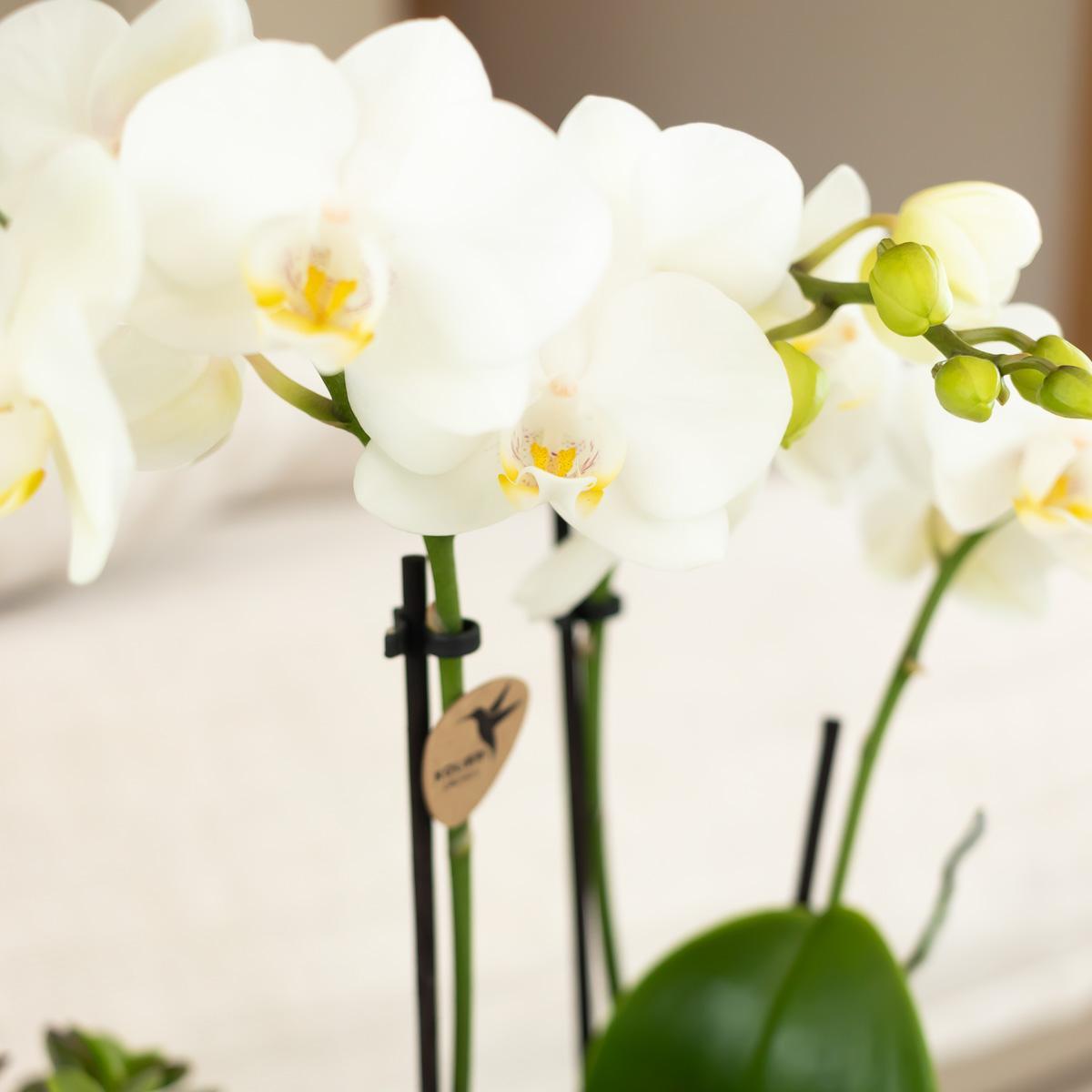 Phalaenopsis Orchidee - Amabilis - Vivaflorique