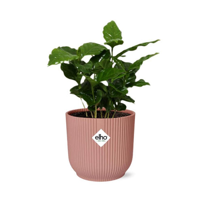 Coffea Arabica in elho® pot - Vivaflorique