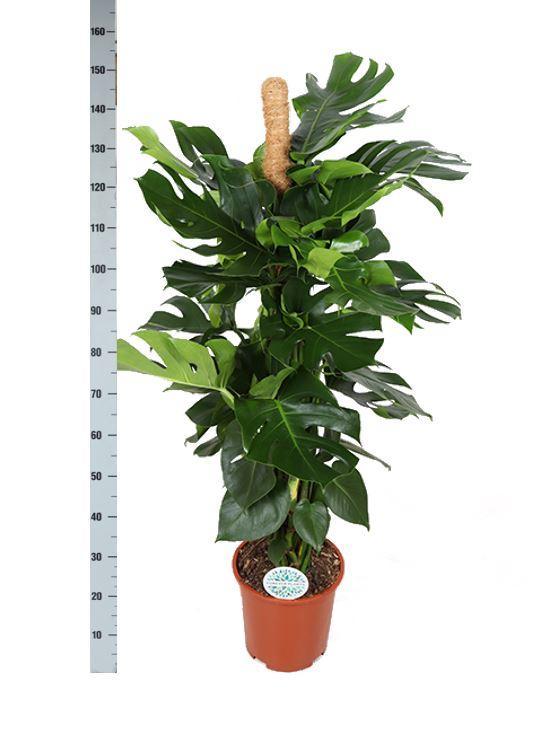 Monstera Deliciosa op mosstok in elho® pot - Vivaflorique