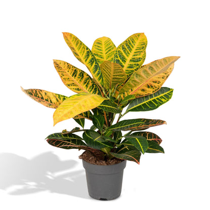 Codiaeum Variegatum Petra - Vivaflorique