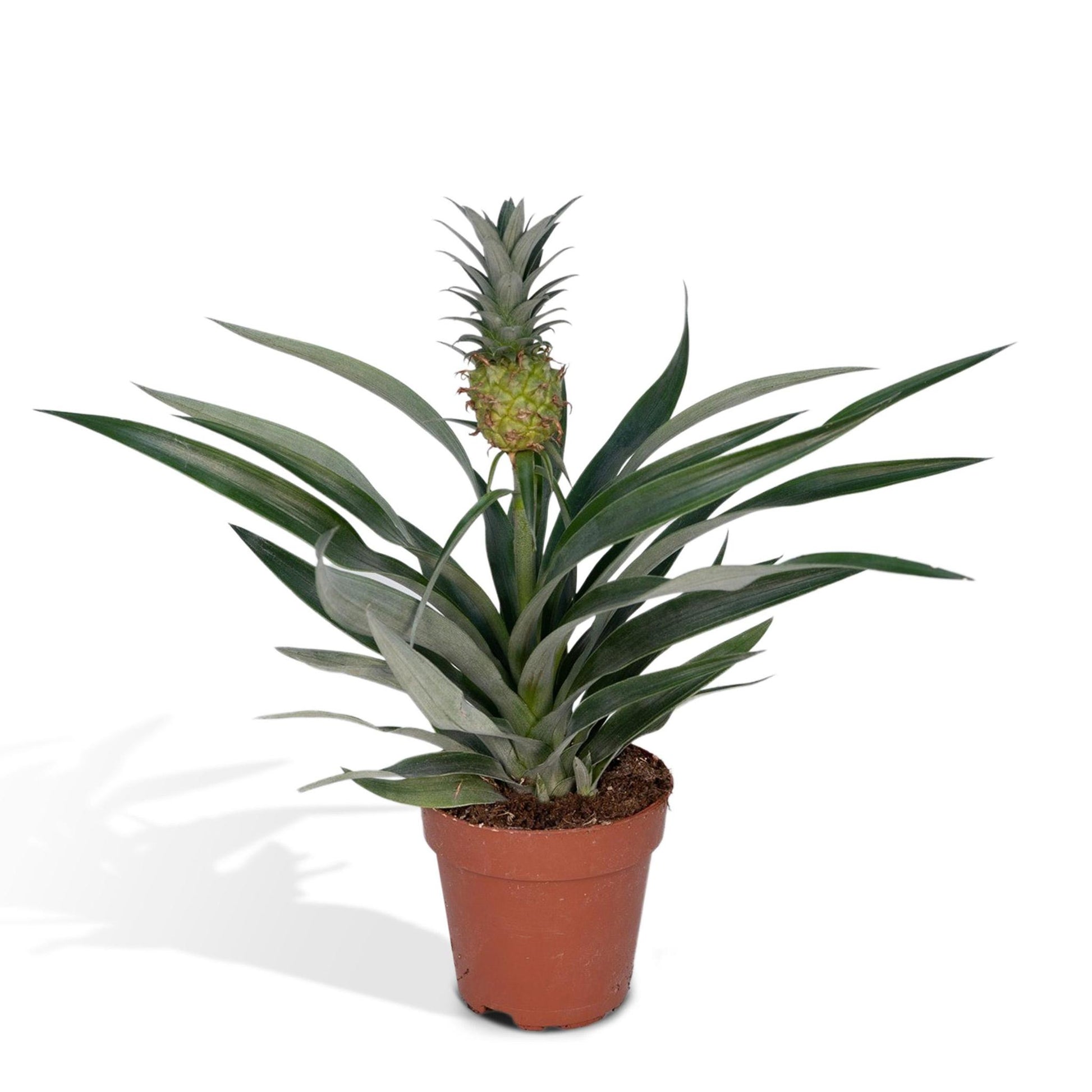 Bromelia - ananasplant - Vivaflorique