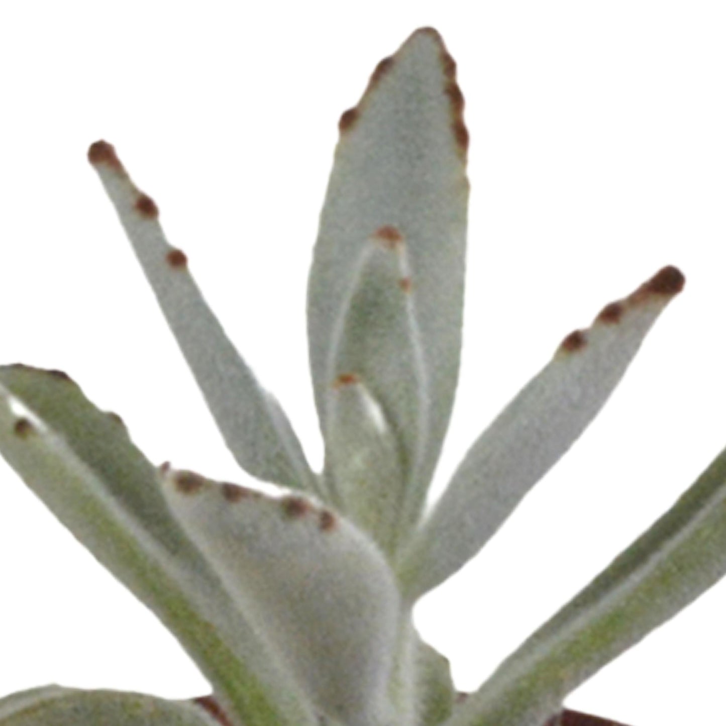 Succulentenmix in een witte pot - 5 stuks - Vivaflorique