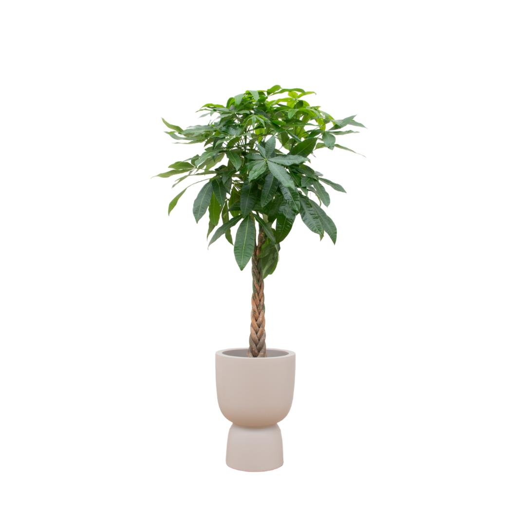 Pachira Aquatica inclusief elho® Pure pot - Vivaflorique