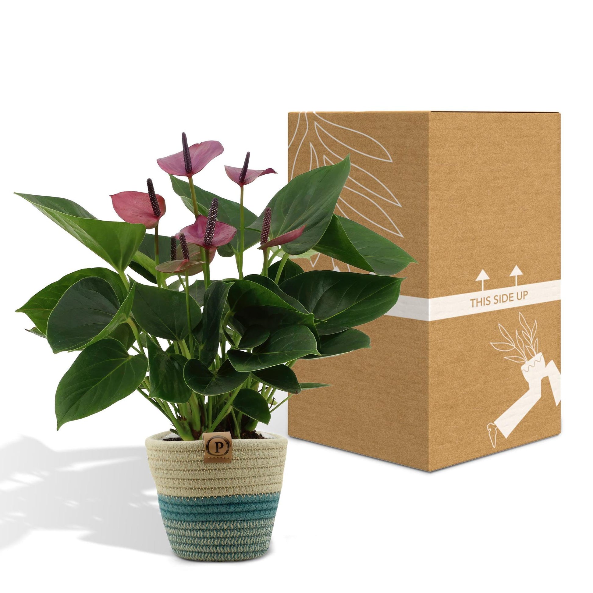 Anthurium andreanum Baby lila inclusief pot - Vivaflorique