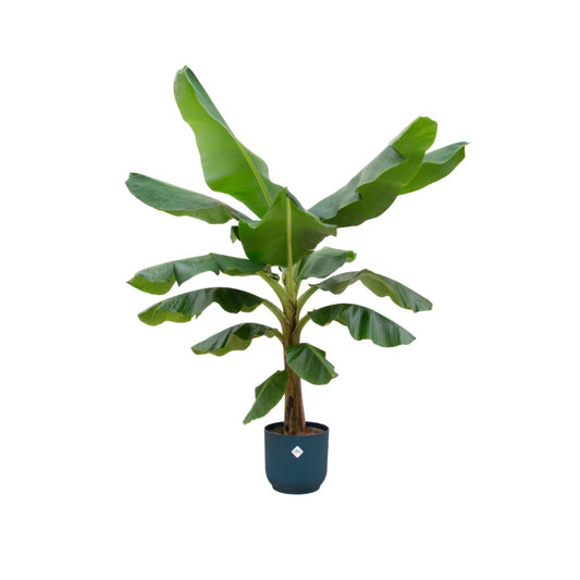 Bananenplant (Musa) inclusief elho® pot - Vivaflorique