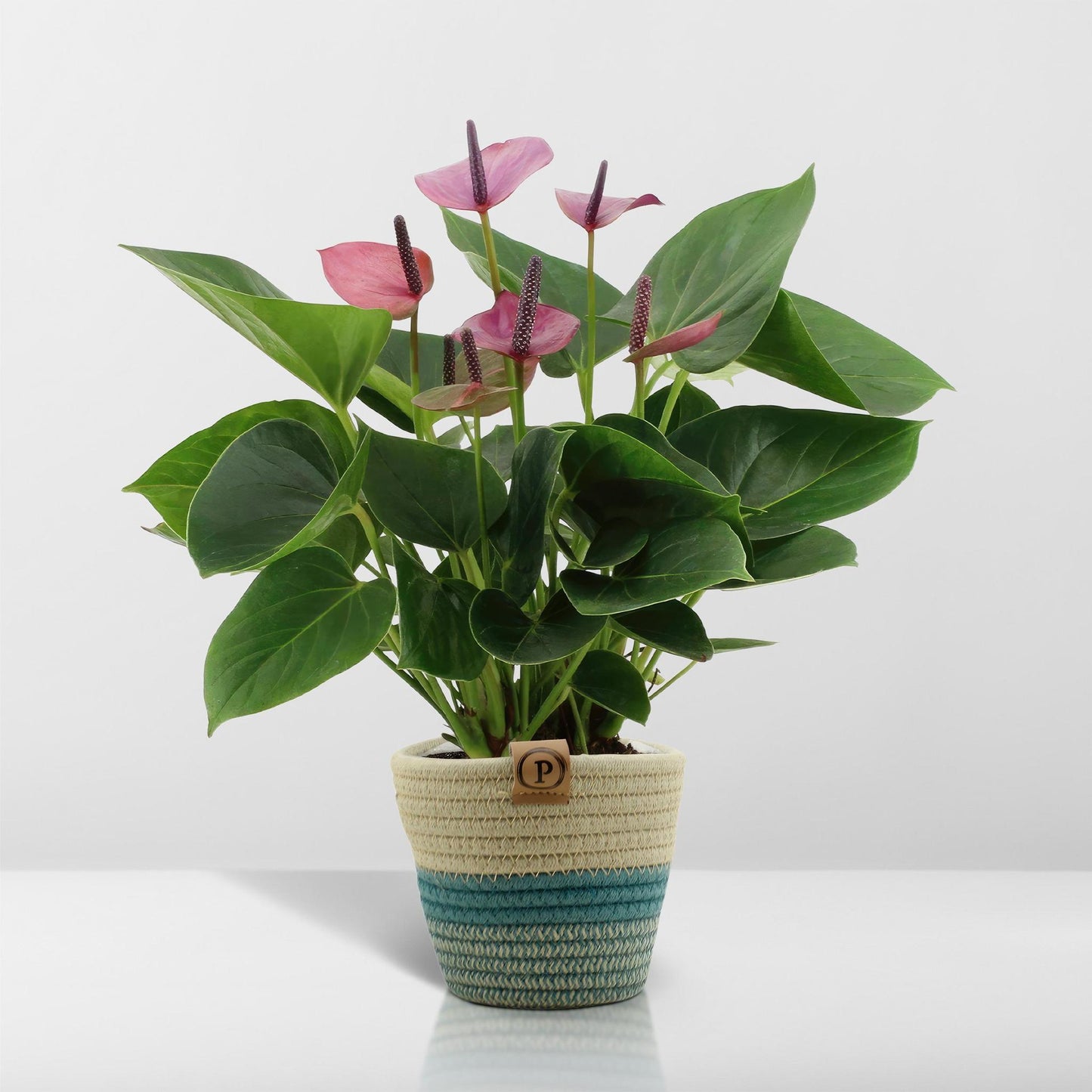 Anthurium andreanum Baby lila inclusief pot - Vivaflorique