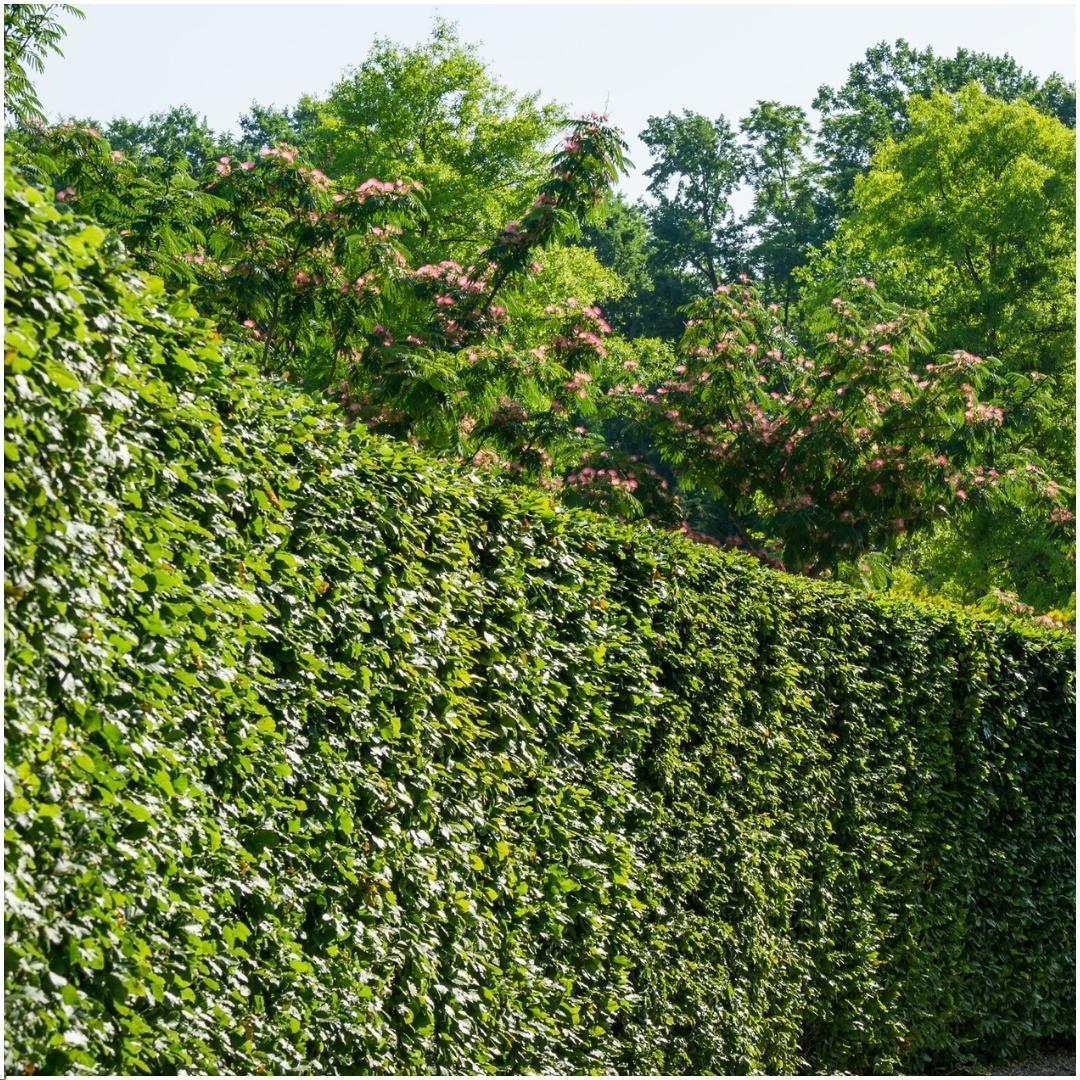 1 Meter haagbeuk - Carpinus Betulus - set van 6 winterharde haagplanten - Vivaflorique