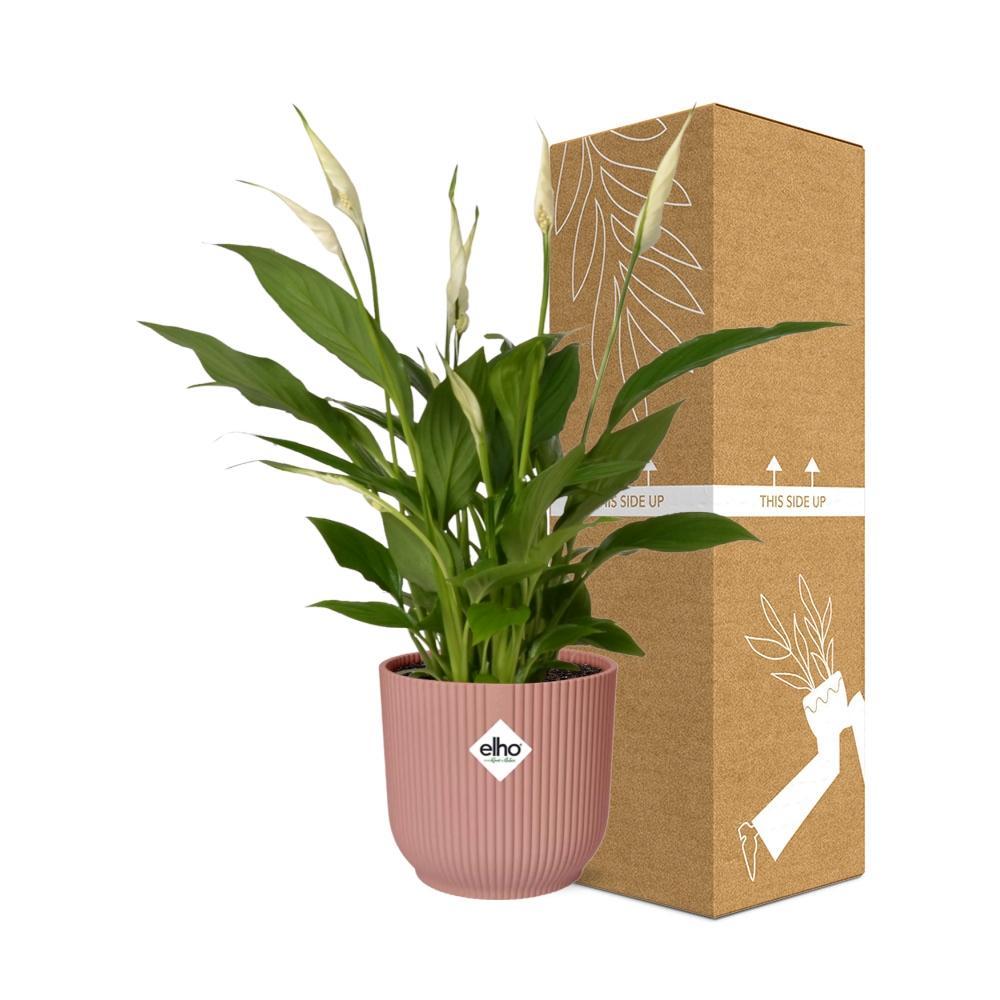 Spathiphyllum orelli in elho® Vibes roze pot - Vivaflorique